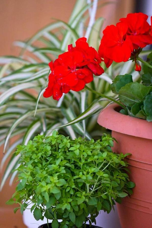 Home Sweet Home Apartment Alexandroupolis Buitenkant foto